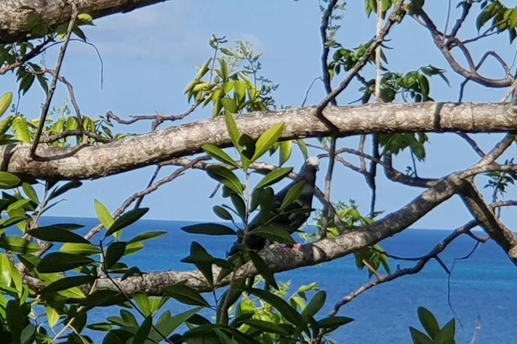 Apartment Bellavista - Blue Lizard Fresh Water Bay